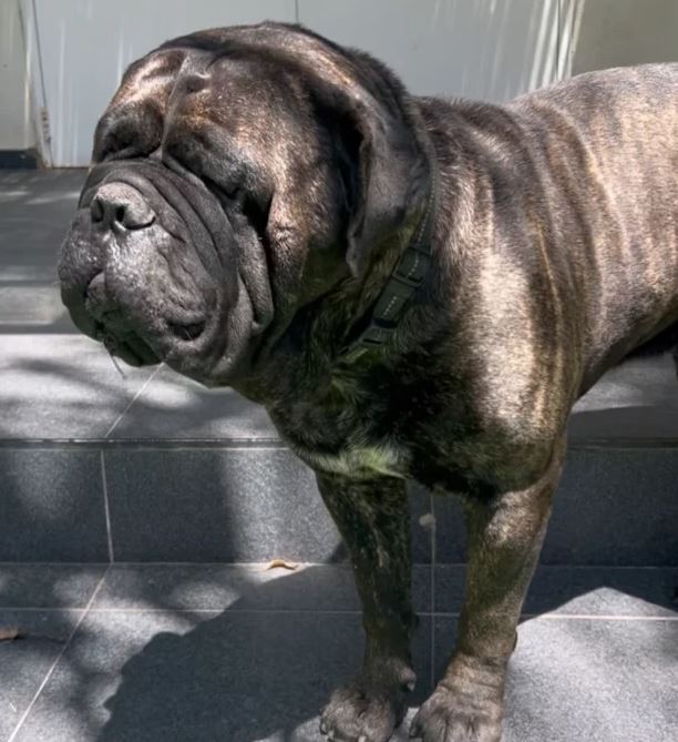 Julieta Prandi abrazada a su perro bullmastiff en una imagen íntima y emotiva.